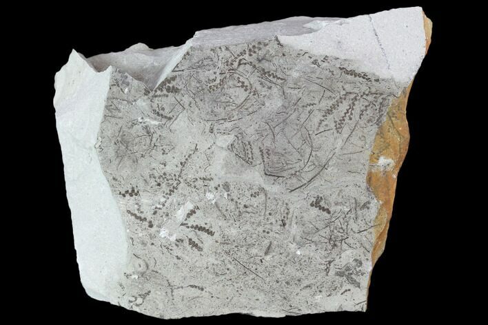 Plate Of Silurian Fossil Algae (Leveillites) - Estonia #102653